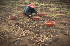 제주 유기농 친환경 감자 햇감자 구좌감자 흙감자 5kg 10kg 백화점 : 하도농장