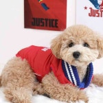 삼안 슈퍼맨 양면 패딩 강아지조끼 애완견패딩 : 삼안산업