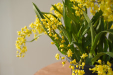 온시디움 환타지아 : GREEN THUMB