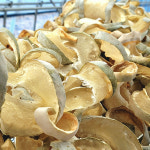 국내산 동아 생 동과 생과 동아박 열매 : 춘식이네농장