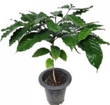 인테리어 커피 나무 화분 60cm, 20cm 실내 조경 거실 화분 : 농부의발자국