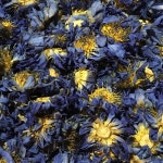 오가닉 블루 로터스 10g Pack of 50g 1 Blue LOTUS 파우더 : 코알라열일곱