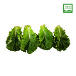 (무농약이상) 친환경 청로메인 100g 20장내외 로메인상추 : 퓨어푸드 PureFood