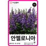 안젤로니아 씨앗 세레니타 블루 / 5립 F1교배종 꽃씨 몰 다년생 야생화 봄꽃 종자 : 아진종묘 꽃씨몰