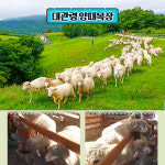 부울경 기차여행-대관령 양떼 목장&월정사 전나무 숲길&추암촛대바위 : 울산출발국내여행