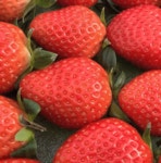 농장에서 갓 따온 딸기 설향 산지직송 생딸기 750g : 미녀요리사의 성공을돕는마켓