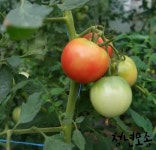 찰토마토 모종 2개 큰토마토 텃밭 채소 샐러드 야채 키우기 : 청년모종