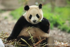 중국 청두 자이언트 판다 기지 입장권 + 가이드 해설(한국어) : 뜨거운청춘