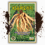 슈퍼 도라지씨앗 30g 국내산 슈퍼도라지 대용량 씨앗 종자 : 씨앗팜