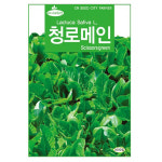 베이비 씨앗 샐러드용 어린잎 채소 청로메인 3000립 : 톺TOP