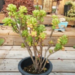 [수암다육] 구미리 단품 Echeveria spectabilis Kumenosato 다육 아프리카식물 다육식물 수입다육 플랜테리어 253 : 수암다육농장