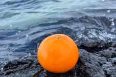 제주 천혜향 3kg 5kg 천해향 선물세트 선물용 가정용 서귀포 농장직송 : 과일 충전