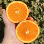 블랙라벨 고당도 오렌지 10과 20과 : 네자매 농장