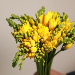 에스와이플로라 프리지아 후리지아 옐로우 화이트 보라 핑크 생화 한단 50대 : 에스와이플로라