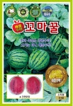 KS꼬마꿀(애플)수박 씨앗 (10립) 종묘 종자 수박 박수박 꼬마수박 씨 영웅 KS : 영웅씨앗