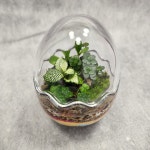 EGG-이끼테라리움 학교 단체 DIY 키트 비단 테라리움 제주애기모람 공기정화식물 : 향미의정원