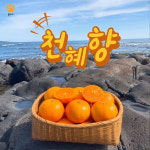 귤빛나리 천혜향(고당도) : 귤빛나리