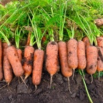 하도농수산 국산 제주 구좌 햇당근 흙당근 5kg 10kg 미니 주스용 산지직송 : 하도농수산