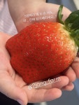 [수확 당일 배송] 프리미엄 고당도 맛있는 이장님댁 산지직송 딸기  킹스베리 메리퀸 설향 금실 선물세트 : 이장님댁 산지직송 농장
