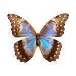 Morpho didius 디디우스몰포나비 모르포나비 나비표본 : 나비야 나비야