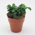 아누비아스 본사이 : 담티수족관