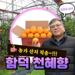 [논산조공 결제창] 천혜향 3kg : 논산육군병장몰