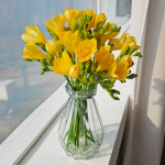 고급화병포함 프리지아 20대(2단) 튤립 꽃정기구독 꽃배달 꽃다발 후리지아 : 앤드플라워