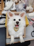 양모펠트 반려동물 액자만들기 수원 원데이클래스 : 도담앤앨리스