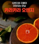 (애니파인) 오렌지와 자몽의 만남 카라카라 달콤상큼 오렌지 10과 : 애니파인1322