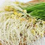 국내산 제철 봄나물 모음전 당일 수확 세척 달래 노지 눈꽃땅두릅 세발나물 유채나물 곰취 200g 곤달비 갯나물 : SJ-global