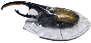 Dynastes hercules hercules 헤라클레스- 헤라아종 120mm up a- 2마리 : 블랙 마켓