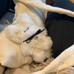 [handmade] 베베캣 모루인형 4color : beigebasic