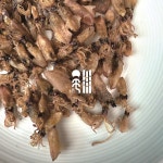 쫀득한 꼴뚜기 200g : 건어물상회 송죽