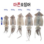 동해바다 마른오징어 해풍건조 구룡포 덕장 운영 건조오징어 10마리 : 용신유통 건어물