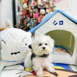 흰둥이집 애견 텐트 펫 하우스 숨숨 쿠션 개집 견사 : 만물상막비