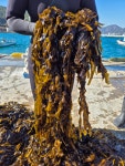 자연산 생미역 2 kg 작업 후 발송 거제도 해녀 돌미역 톳 물미역 산모미역 : 거제 삼선바다