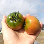 부산 대저 짭짤이 토마토 2.5kg (일반/특품/짭짤이) : 푸드앳홈