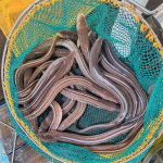 바다장어 1kg 통영 산지직송 자연산 붕장어 장어구이 아나고 손질후 750g내외 : 마켓타운