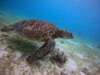 보홀 스노쿨링 나팔링+히낙다난동굴+발리카삭 거북이호핑투어+열대어 스노클링 프리다이빙 콤보투어 : NOLDA
