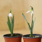 스노우드롭 소품 설강화 겨울에 피는 흰색 꽃 노지월동 야생화 : 월화수목-야생화분재