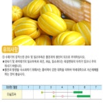코레곤 참깔 참외 씨앗 30립 고당도 다수확 : 조촌식물병원육묘장