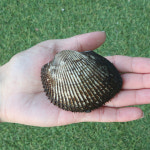 제철 남해안 피조개 피꼬막 3kg 새꼬막 꼬막회 무침용도 : 파머스 718