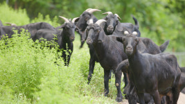 메이준뉴트리 박경호 원장의 97.5% 흑염소진액 엑기스 흙염소 30포, 2개 : 메이준생활건강본사