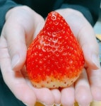 킹스베리 홍희딸기 메리퀸 설향 담양 흰 죽향 : 헬시팜02