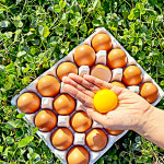 [난각번호1번] 자유방목 유정란 40구 무항생제 : 우리팜스