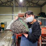 벌교 국내산 정품 새꼬막 당일 조업 1.5kg+1.5kg : 먹과사전