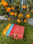 [이벤트상품] 서귀포 만감류 혼합 9kg (GAP농산물) 벌크용 : 민우네농장-평범한사람