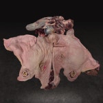 한우 암소 11kg ~ 13kg 소머리 완벽손질 우설포함 음성직송 : 옐로우 미트