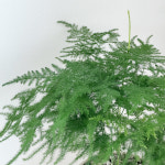 아스파라거스나누스 아스파라거스 나누스 플랜테리어 데스크테리어 반그늘식물 반음지식물 : 수풀플랜트