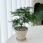 아스파라거스나누스 아스파라거스 나누스 플랜테리어 데스크테리어 반그늘식물 반음지식물 : 수풀플랜트